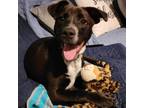 Adopt Atlas a Black Labrador Retriever / Mixed dog in Princeton, KY (38895786)