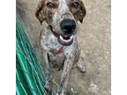 Adopt Sadie a Brindle Mountain Cur / Mixed dog in Princeton, KY (38828830)