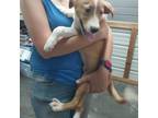 Adopt Lenny a Tan/Yellow/Fawn Whippet / Mixed dog in Princeton, KY (38828821)