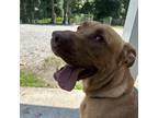 Adopt Jasper a Tan/Yellow/Fawn Chesapeake Bay Retriever / Mixed dog in