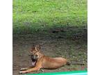 Adopt Churro a Brown/Chocolate Shepherd (Unknown Type) / Mixed dog in Princeton