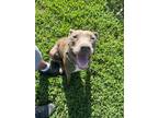 Adopt Myrtle a Brown/Chocolate Weimaraner / Pit Bull Terrier dog in Garner