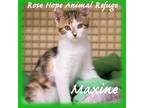 Adopt Maxine and Mitten a Calico or Dilute Calico Polydactyl/Hemingway (short