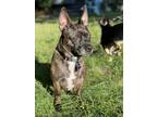Adopt Taz a Brindle Mixed Breed (Medium) dog in Oak Bluffs, MA (38953438)