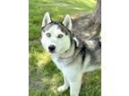 Adopt Ike a Gray/Blue/Silver/Salt & Pepper Mixed Breed (Large) / Mixed dog in