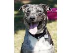 Adopt P-Dub a Gray/Blue/Silver/Salt & Pepper Mixed Breed (Large) / Mixed dog in