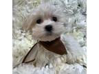 Maltese Puppy for sale in New York, NY, USA