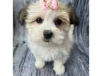 Havanese Puppy for sale in New York, NY, USA