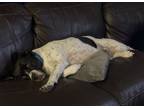 Adopt Rado a Black - with White Mutt / Mixed dog in Eustis, FL (38954974)