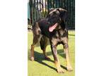 Adopt Flapjack a Black Labrador Retriever / German Shepherd Dog / Mixed dog in
