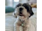 Adopt Sullivan a White - with Tan, Yellow or Fawn Shih Tzu / Mixed dog in