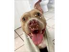 Adopt June a Tan/Yellow/Fawn American Staffordshire Terrier / American Pit Bull
