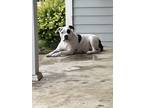 Adopt Bella Rose a White - with Black American Pit Bull Terrier / American