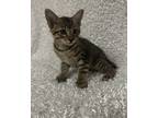 Adopt Maple (SC) a Gray, Blue or Silver Tabby Domestic Shorthair / Mixed (short