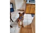 Adopt Athena a Black - with Tan, Yellow or Fawn German Shepherd Dog / Mixed dog