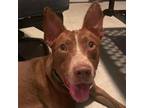 Adopt Bronco a Cattle Dog / Mixed Breed (Medium) / Mixed dog in Gainesville