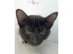 Adopt Lullaby a All Black Domestic Shorthair / Domestic Shorthair / Mixed cat in