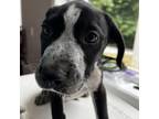 Adopt Louis a Black Mixed Breed (Small) / Mixed dog in Columbus, NC (38700592)