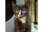 Adopt Chevy a All Black Domestic Shorthair / Mixed cat in Columbus