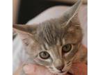 Adopt Bonzai a Gray or Blue Domestic Shorthair / Mixed cat in Columbus