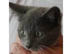 Adopt Dorian a Gray or Blue Domestic Shorthair / Mixed cat in Columbus