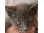 Adopt Hopper a Gray or Blue Domestic Shorthair / Mixed cat in Columbus