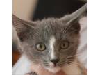 Adopt Jo Jo a Gray or Blue Domestic Shorthair / Mixed cat in Columbus