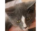 Adopt Uncas a Gray or Blue Domestic Shorthair / Mixed cat in Columbus