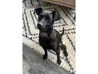 Adopt Reese Witherspoon a Black Whippet dog in San Diego, CA (38907446)