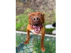 Adopt Dodie a Pit Bull Terrier