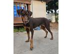 Adopt Phoenix a Doberman Pinscher dog in San Diego, CA (38937964)