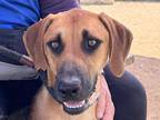 Adopt Harold a Tan/Yellow/Fawn Mixed Breed (Medium) / Mixed dog in Georgetown