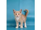 Adopt Rascal a Orange or Red Domestic Mediumhair / Domestic Shorthair / Mixed