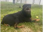Adopt Diamond 2 a Black Rottweiler / Mixed dog in Fallston, MD (38822876)