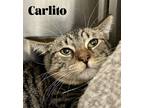 Adopt Carlito a Black (Mostly) Domestic Shorthair / Mixed (short coat) cat in