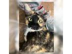 Adopt Whitney a Tortoiseshell Calico (short coat) cat in Santa Ana