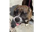 Adopt NORA a Brown/Chocolate American Pit Bull Terrier / Mixed dog in Huntington