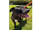 Adopt MEEKO a Black American Pit Bull Terrier / Mixed dog in Huntington Beach