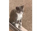 Adopt Prada a Gray, Blue or Silver Tabby Tabby / Mixed cat in Orlando