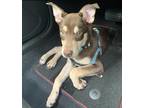 Adopt Ace a Brown/Chocolate - with White Husky / Doberman Pinscher dog in