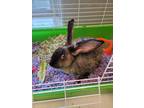 Adopt Dime a Black Other/Unknown / Mixed rabbit in Fallston, MD (38800046)