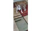 Adopt Grace a Brindle - with White Staffordshire Bull Terrier / Mixed dog in