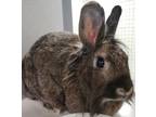 Adopt Chuckie 26 a Chocolate Harlequin / Other/Unknown / Mixed rabbit in