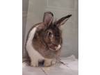 Adopt Glinda 45 a Chocolate Lionhead / Other/Unknown / Mixed rabbit in