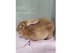 Adopt Blair 42 a Red Rex / Other/Unknown / Mixed rabbit in Cleveland