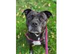 Adopt Asher a Black American Staffordshire Terrier / Mixed Breed (Medium) /