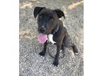 Adopt Elgin a Black American Pit Bull Terrier / Mixed dog in Batavia