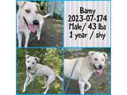 Adopt 2023-07-174 *Bamy* a Jindo / Mixed dog in Winder, GA (38814934)