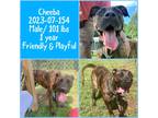 Adopt 2023-07-154 *Cheeba* a Mastiff / Mixed dog in Winder, GA (38822042)