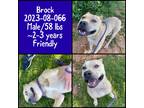 Adopt 2023-08-066 *Brock* a American Pit Bull Terrier / Mixed dog in Winder